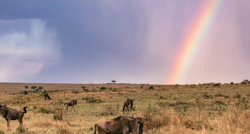 Masai Mara Classic
