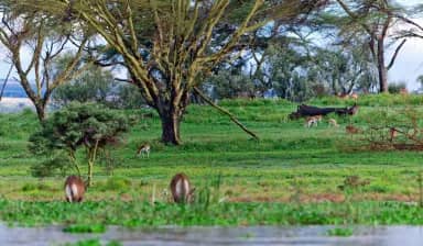 Meru National Park