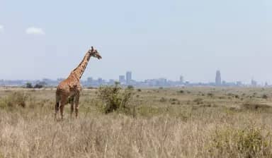Nairobi National Park Day