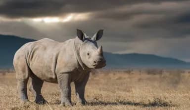 Ol Pejeta Conservancy (Sweetwaters)