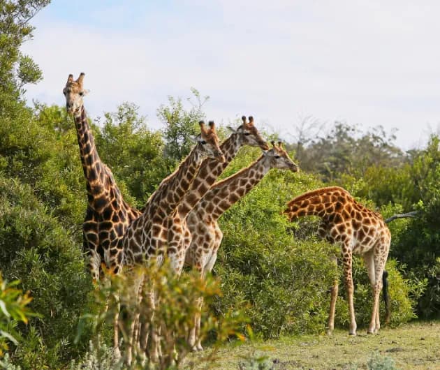 Giraffe on the savannah during a Kenyan safari