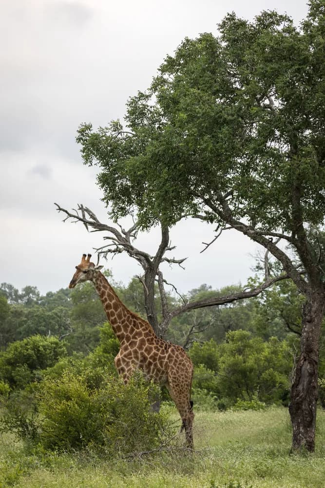 Giraffe walking through acacia-dotted savannah in Kenya