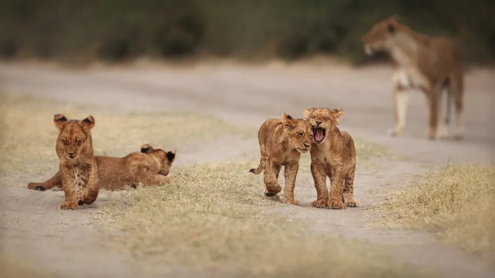 Majestic lion in Kenya