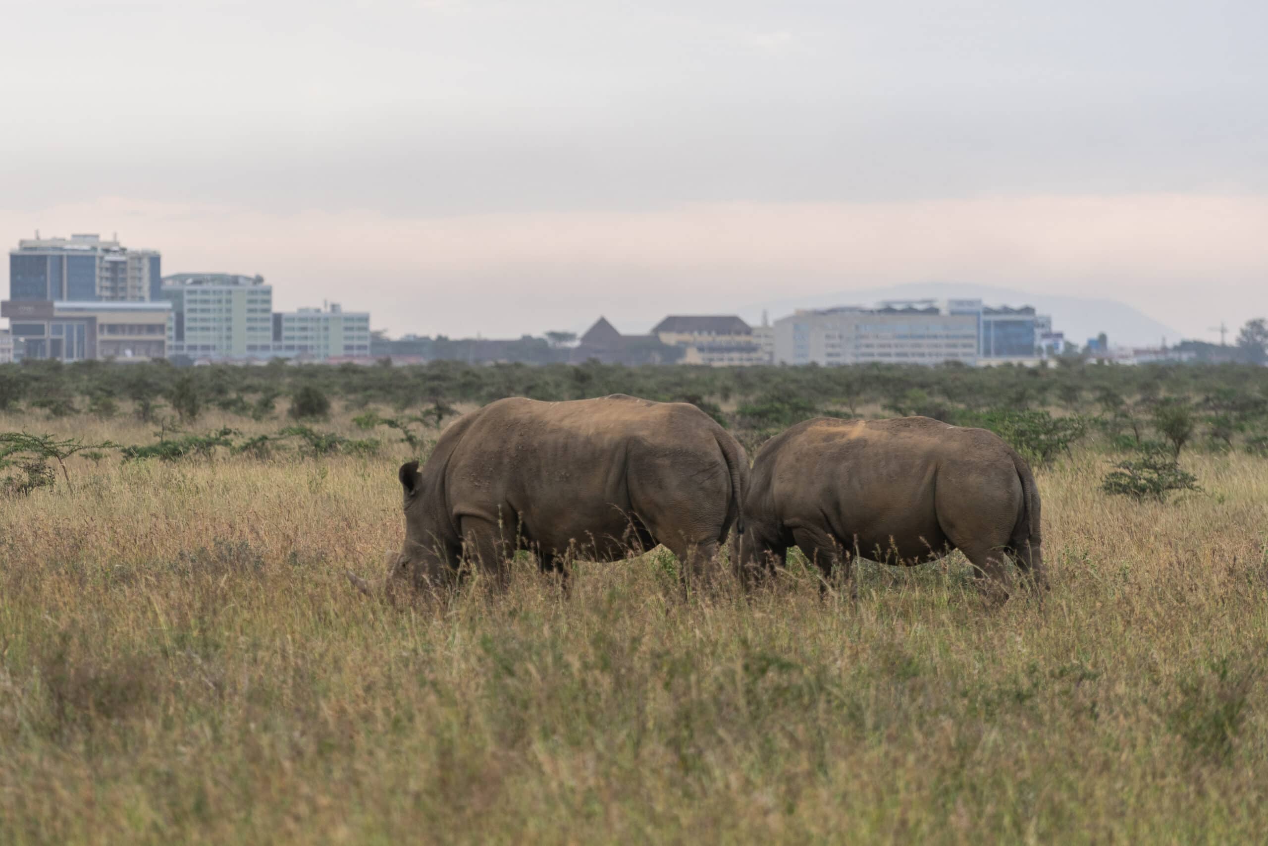 Discover Nairobi National Park: The World’s Only Wildlife Park Next to a Capital City Nairobi National Park