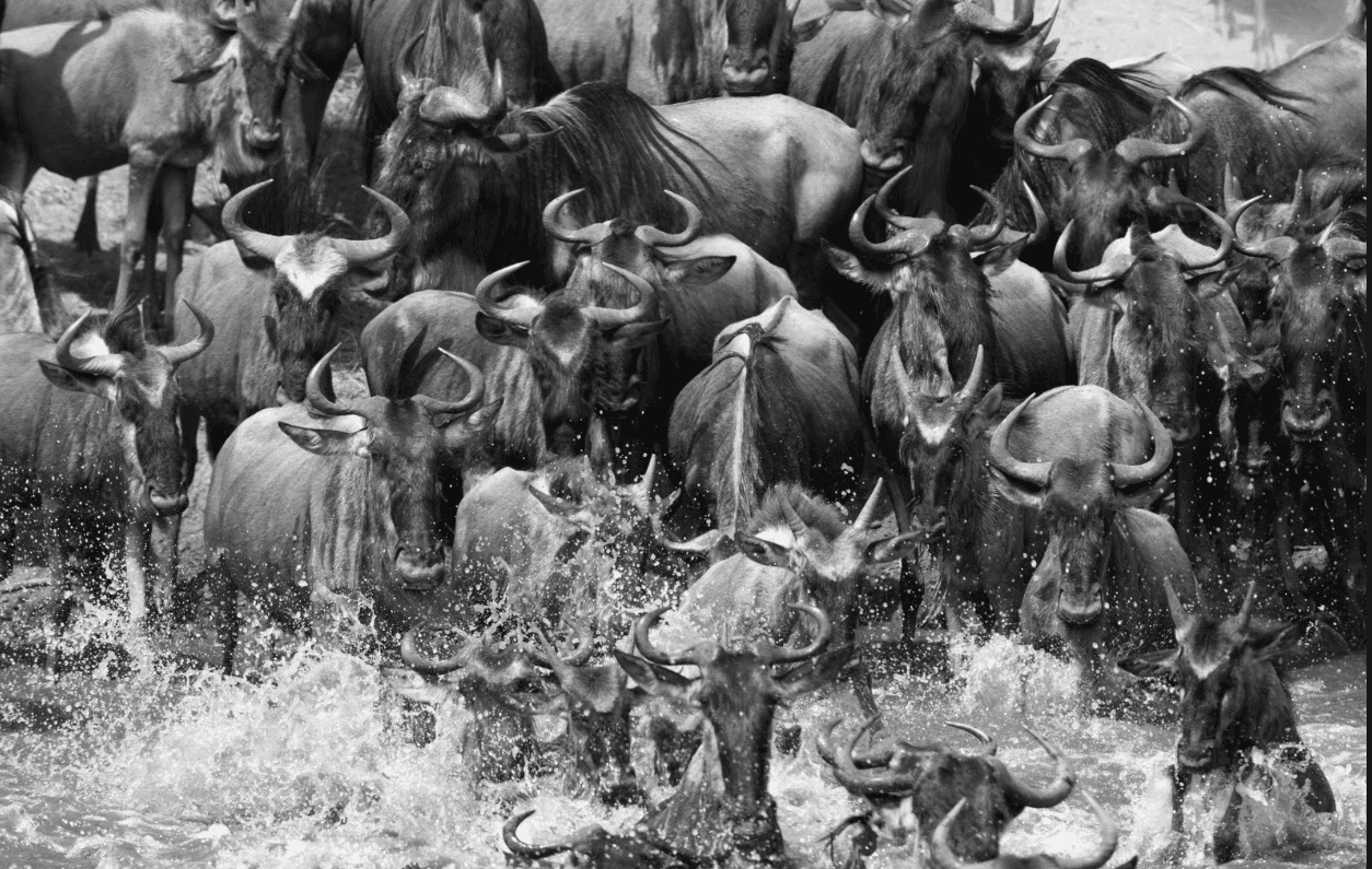 Wildebeest Migration: Why It Doesn’t Wait for No One Wildebeest Migration: Why It Doesn’t Wait for No One