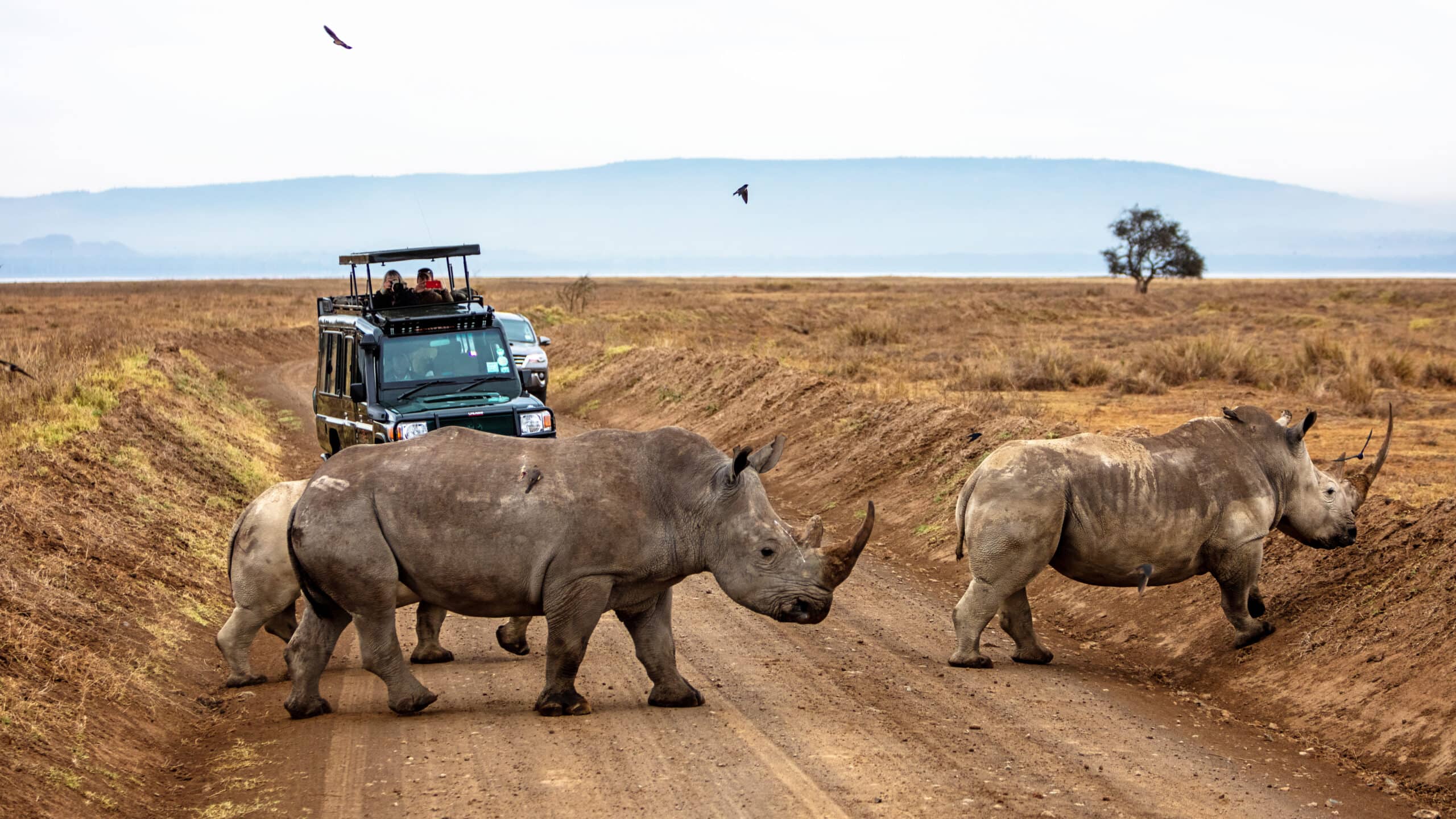 Your Kenya Safari Won’t Look Like Anyone Else’s: Here’s Why Your Kenya Safari Won’t Look Like Anyone Else’s: Here’s Why